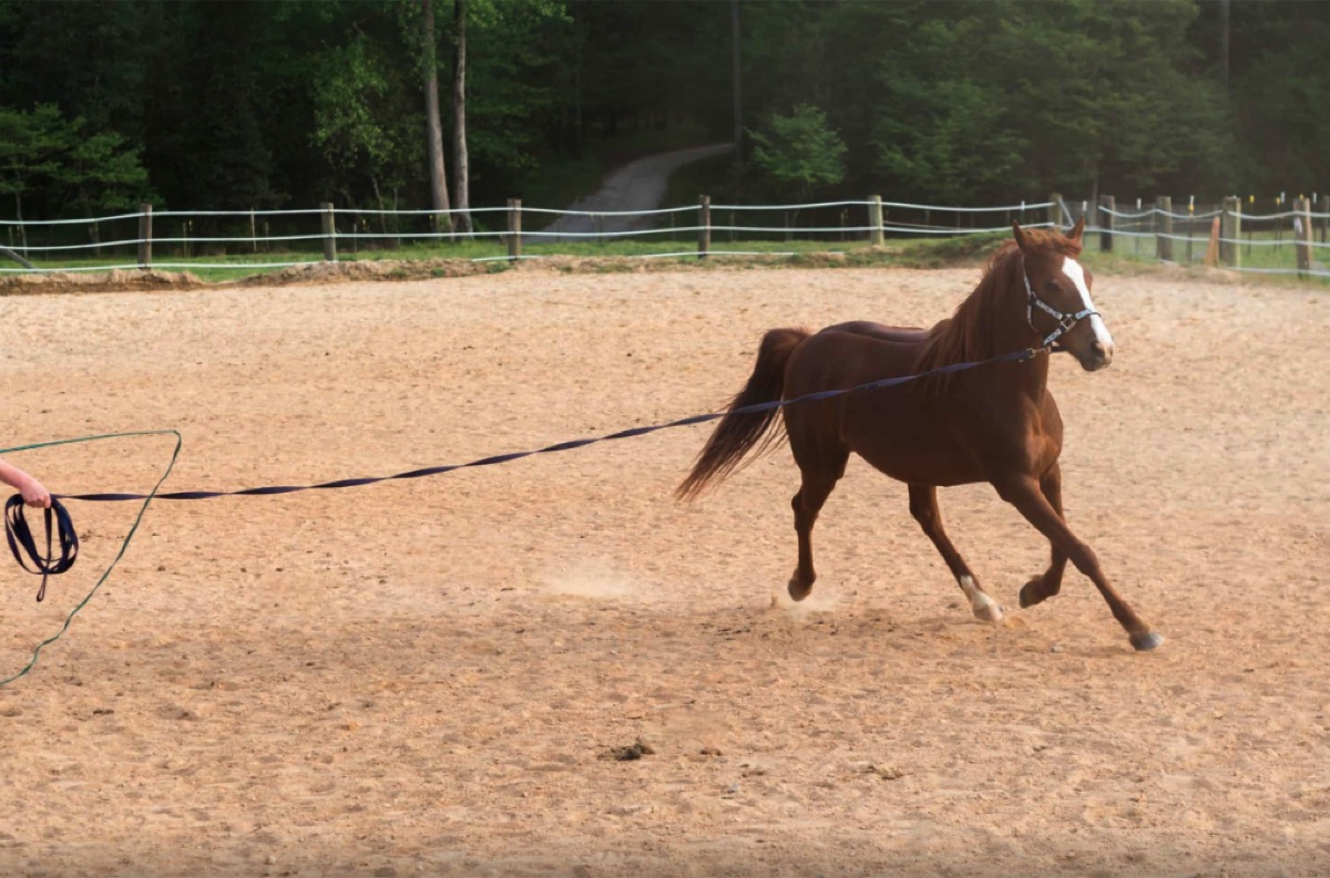 A clinic participant working a chestnut horse on a loose line in an arena.
