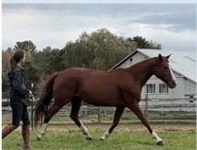 Ruby Dunlea doing liberty groundwork with a chestnut horse in a field.